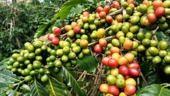 Giá nông sản ngày 26/12/2023: Hồ tiêu đồng loạt tăng, cà phê cao nhất 68.000 đồng/kg